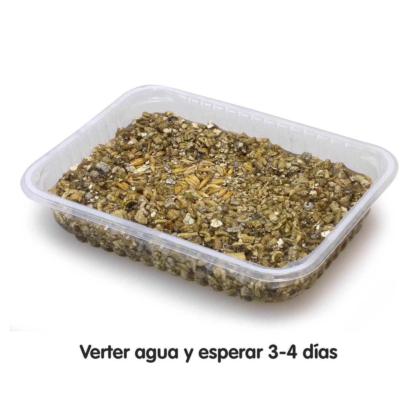 Hierba para Gatos en Bandeja 100 g