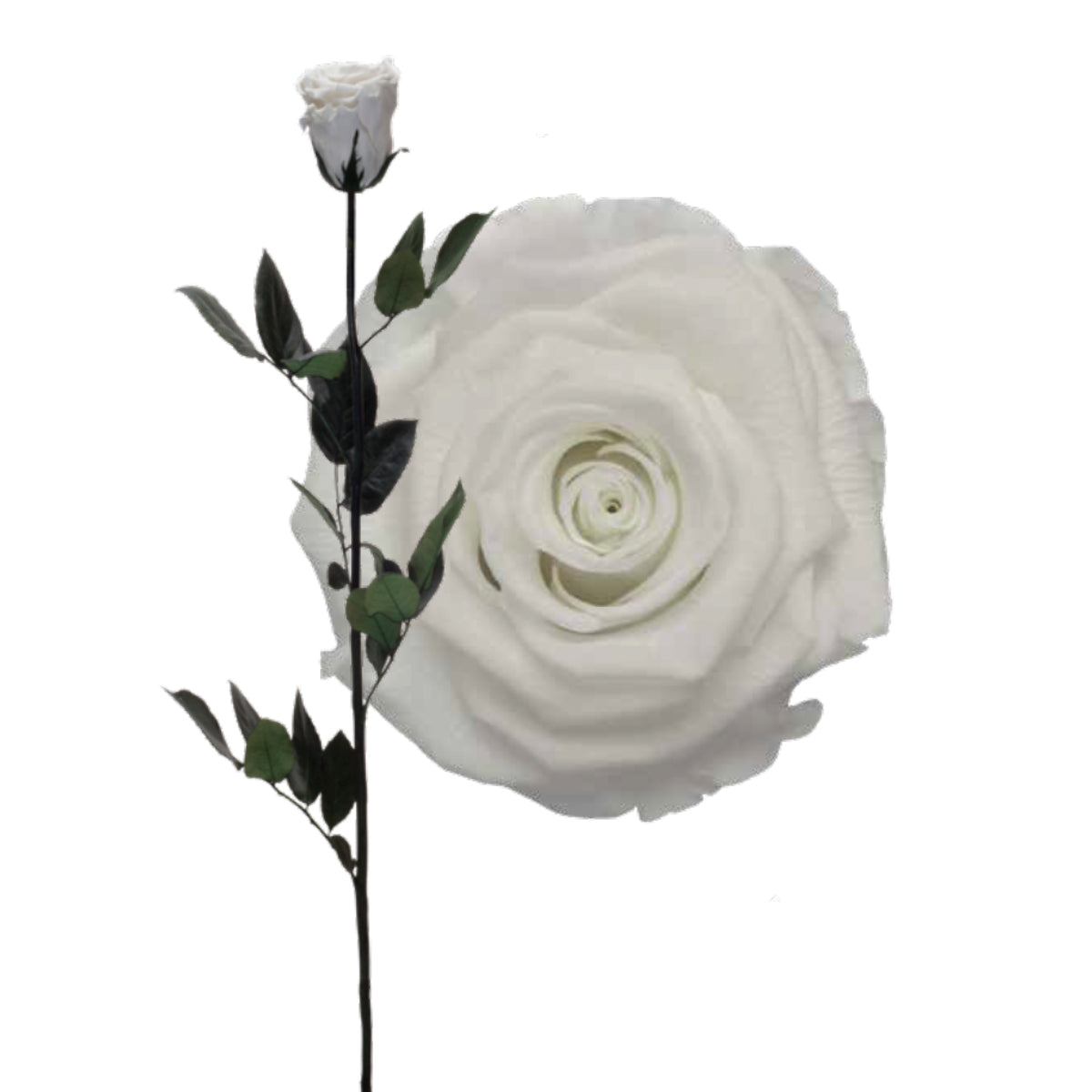 Lulu Rose Rosa preservada Blanca con Tallo 50cm