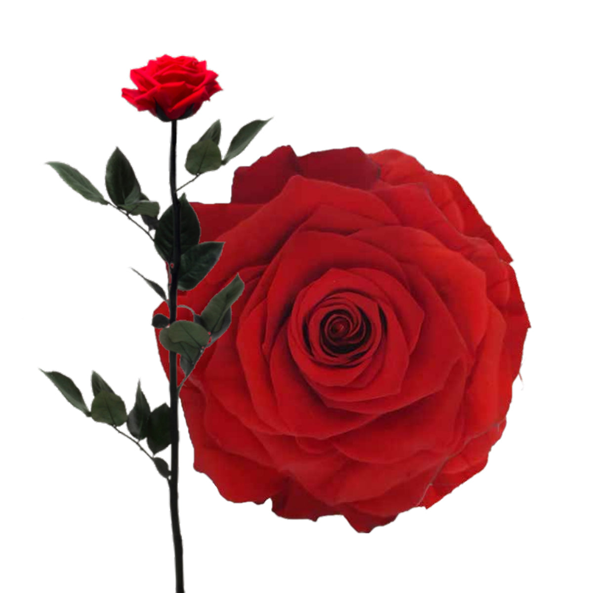 Lulu Rose Rosa preservada Roja con Tallo 50cm