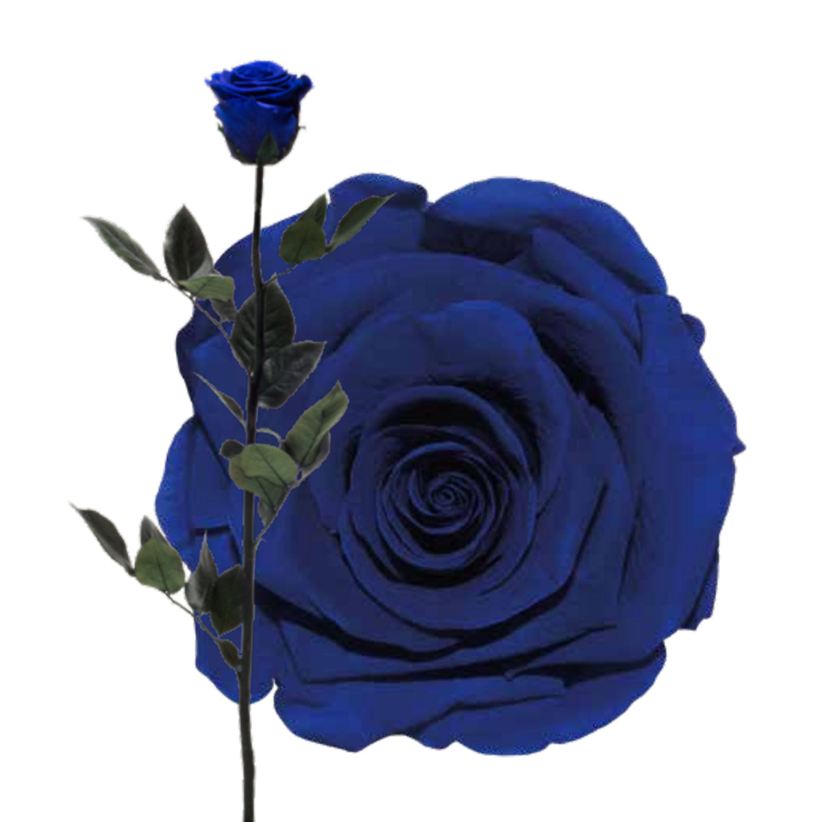 Lulu Rose Rosa preservada Azul con Tallo 50cm