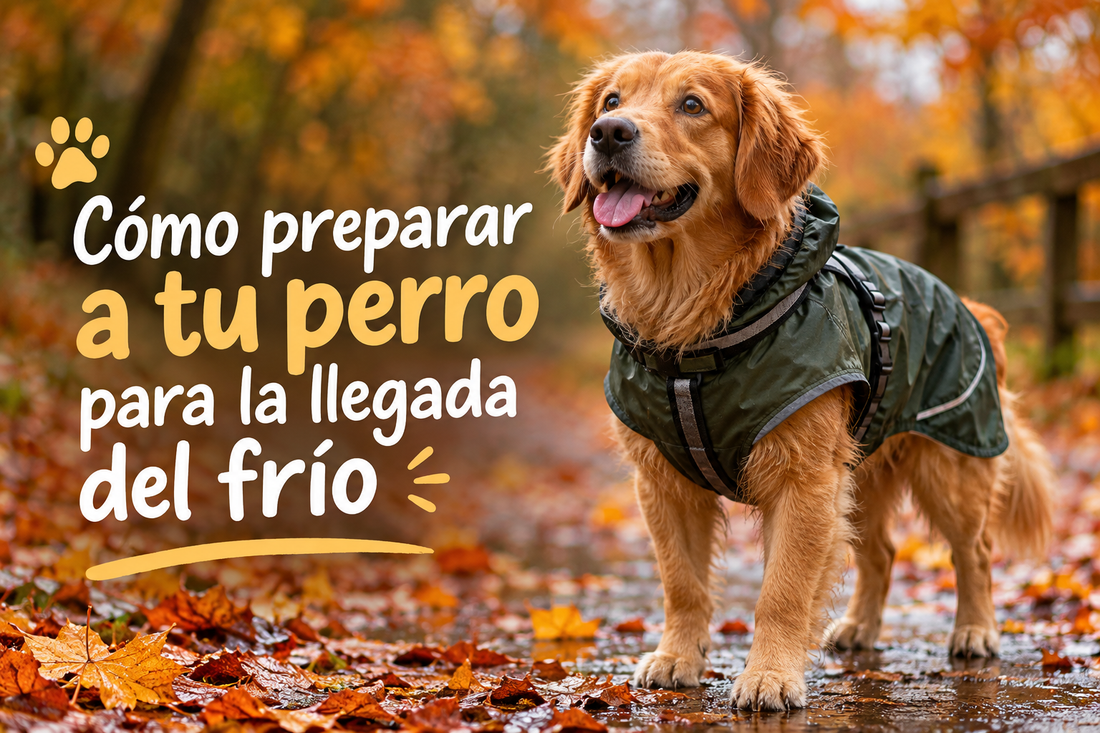 🐶 Cómo preparar a tu perro para la llegada del frío