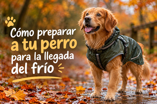 🐶 Cómo preparar a tu perro para la llegada del frío
