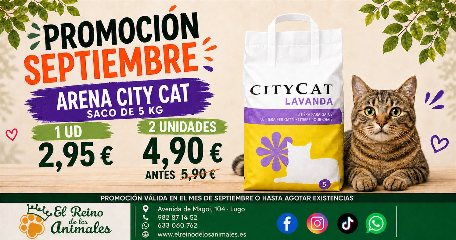 Oferta Septiembre – Arena City Cat 2 Unidades