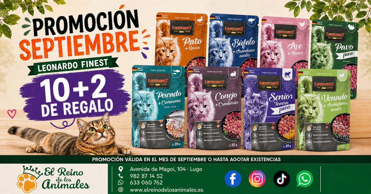 Oferta Septiembre – Leonardo Finest 10+2