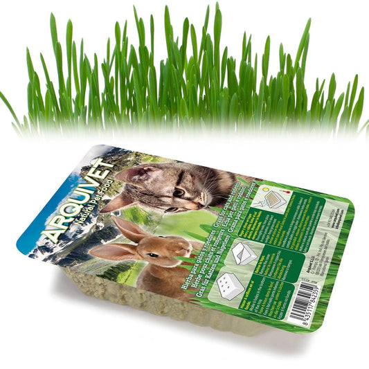 Hierba para Gatos en Bandeja 100 g