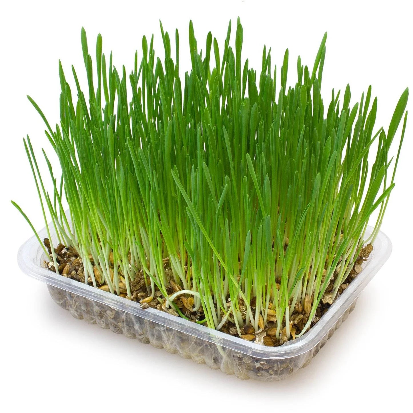 Hierba para Gatos en Bandeja 100 g