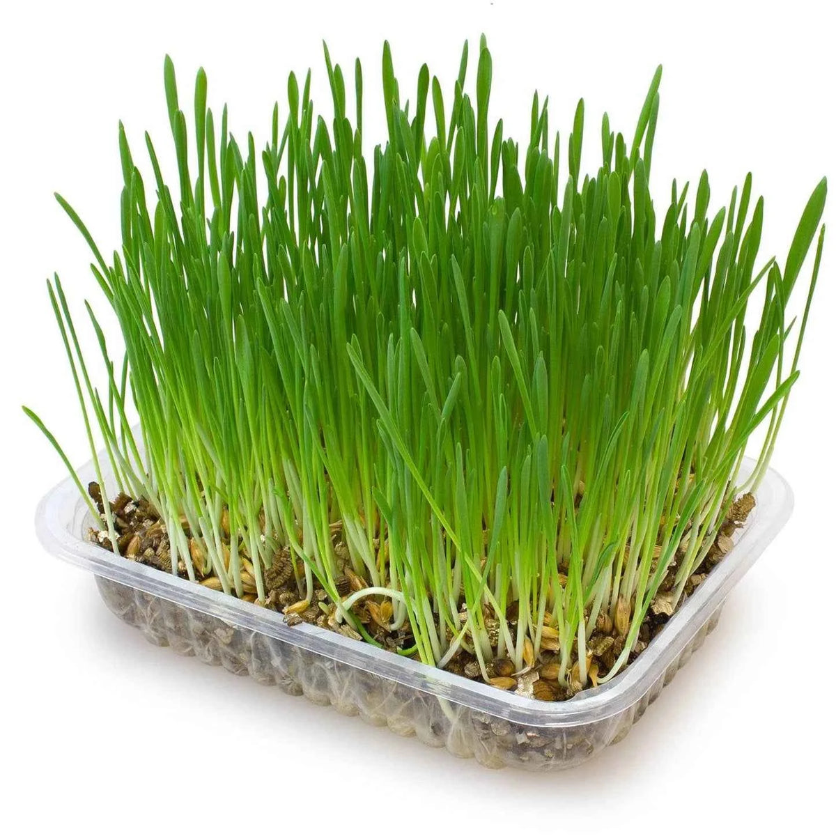 Hierba para Gatos en Bandeja 100 g