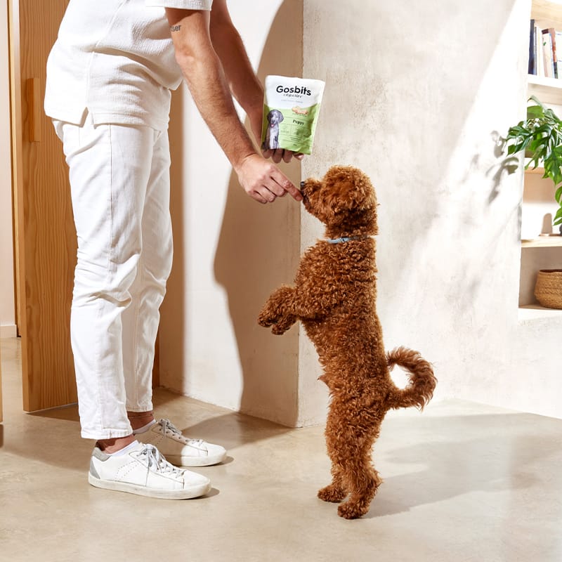 Objective Dog Puppy Gosbits