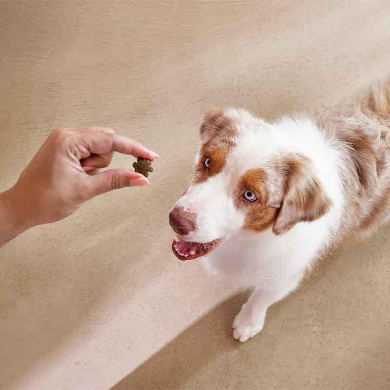 Objective Dog Adult Light Gosbits