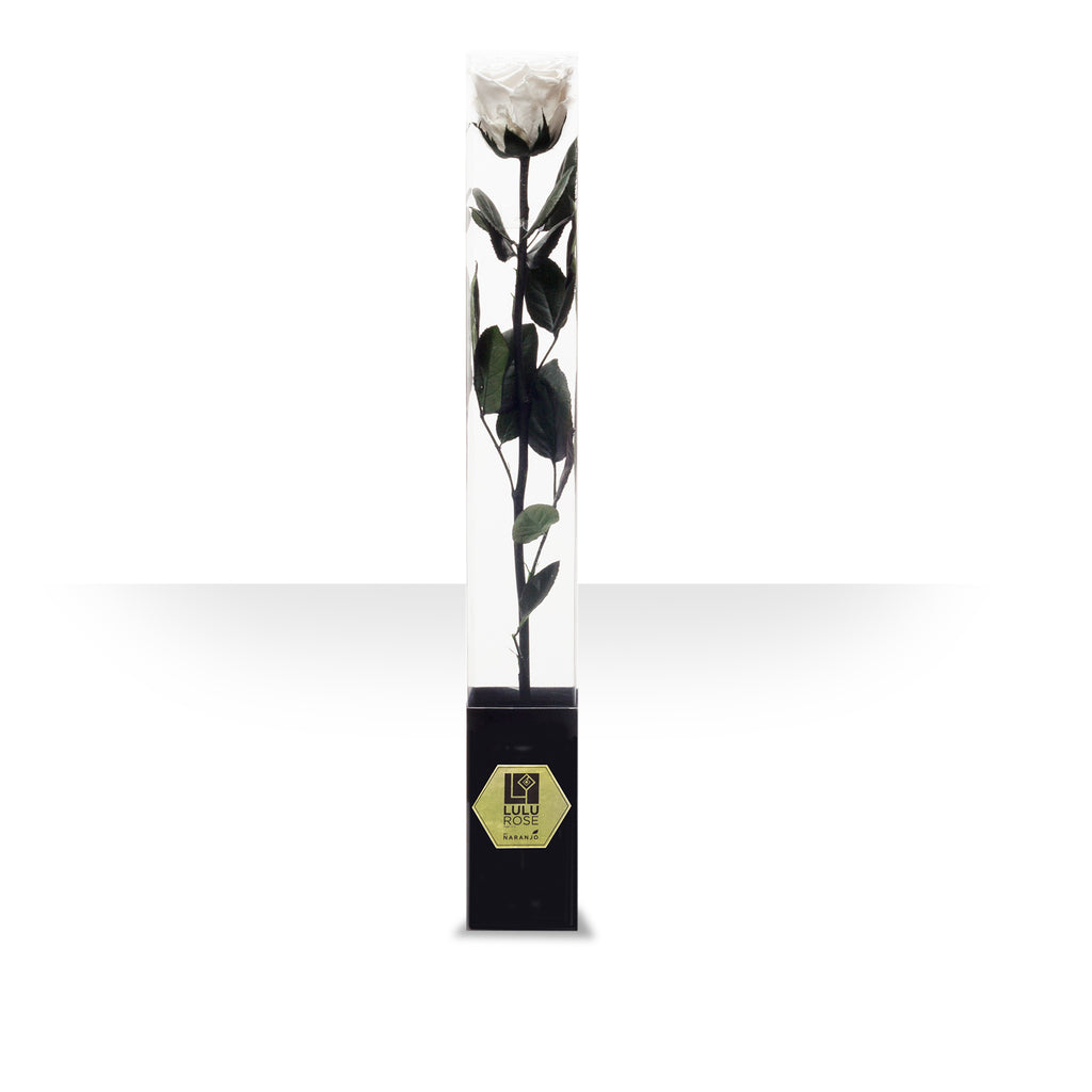 Lulu Rose Rosa preservada Blanca con Tallo 50cm