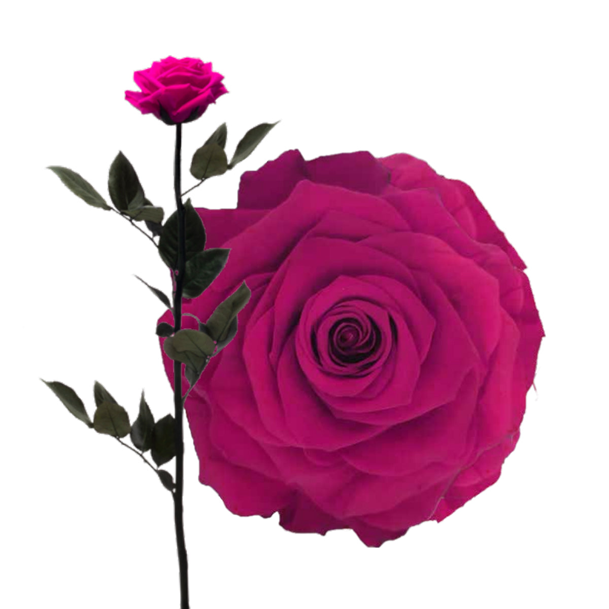 Lulu Rose Rosa preservada Fucsia con Tallo 50cm