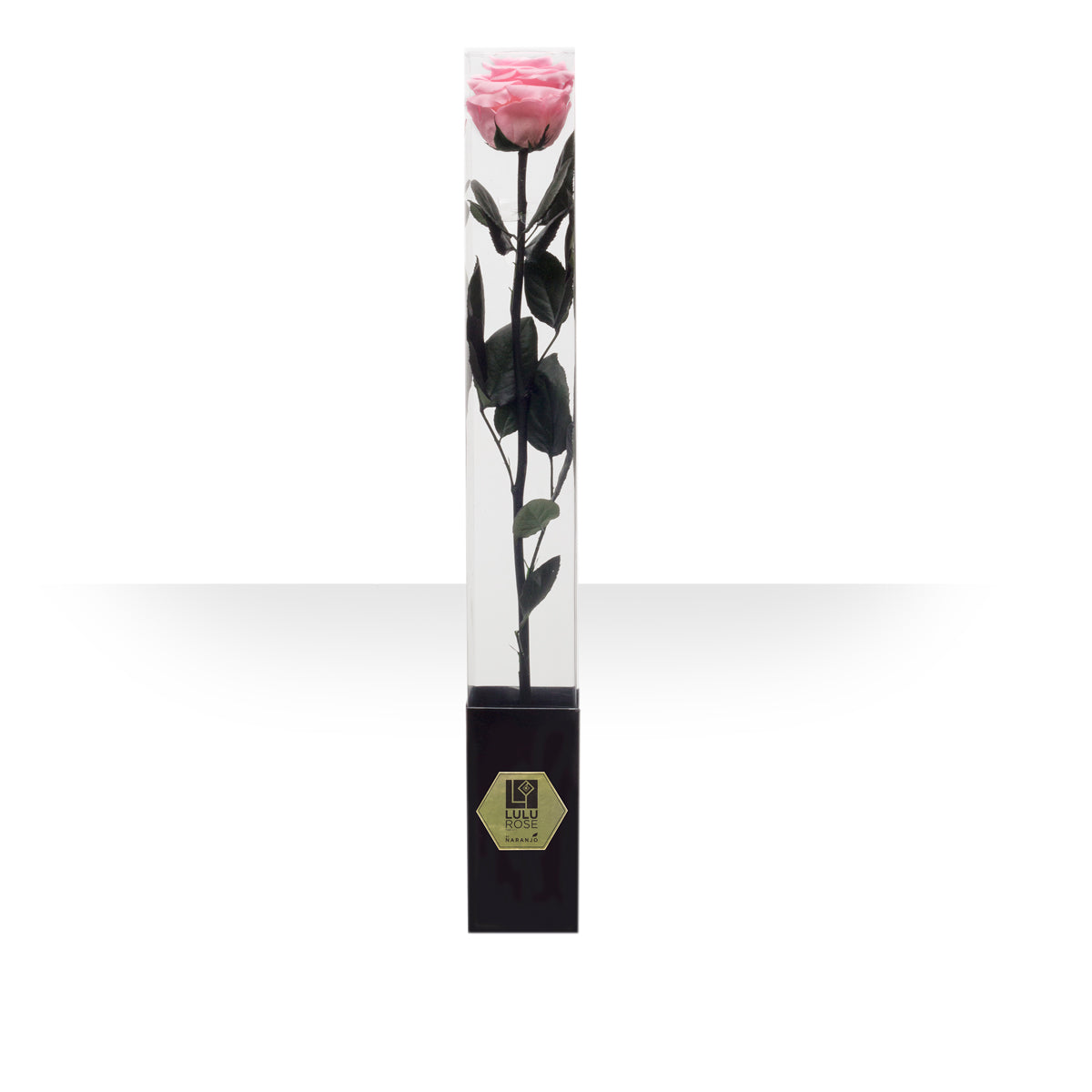 Lulu Rose Rosa preservada Rosa con Tallo 50cm