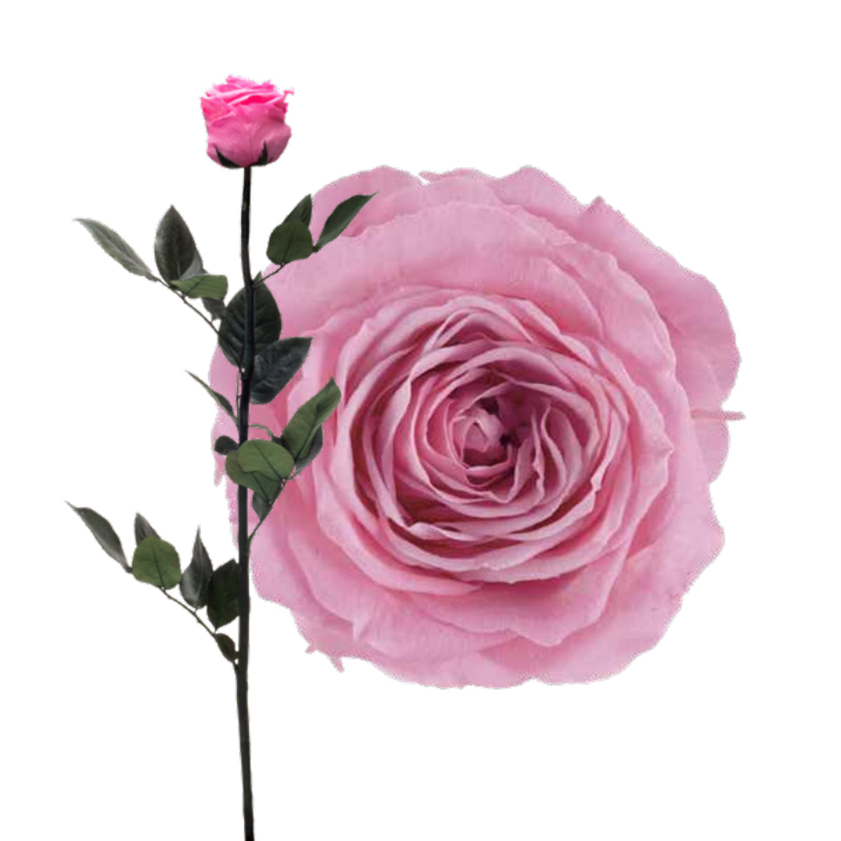 Lulu Rose Rosa preservada Rosa con Tallo 50cm