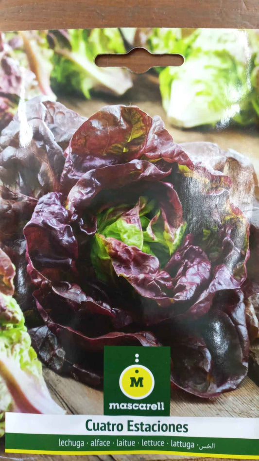 Semilla de Lechuga Cuatro Estaciones - 3gr
