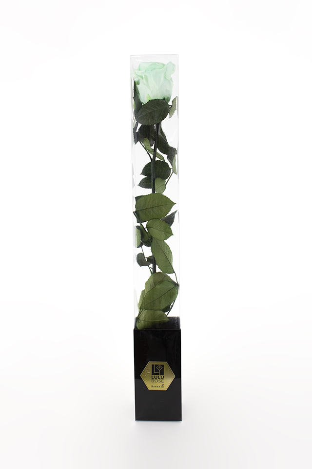Lulu Rose Rosa preservada Verde Claro con Tallo 50cm