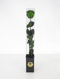 Lulu Rose Rosa preservada Verde con Tallo 50cm