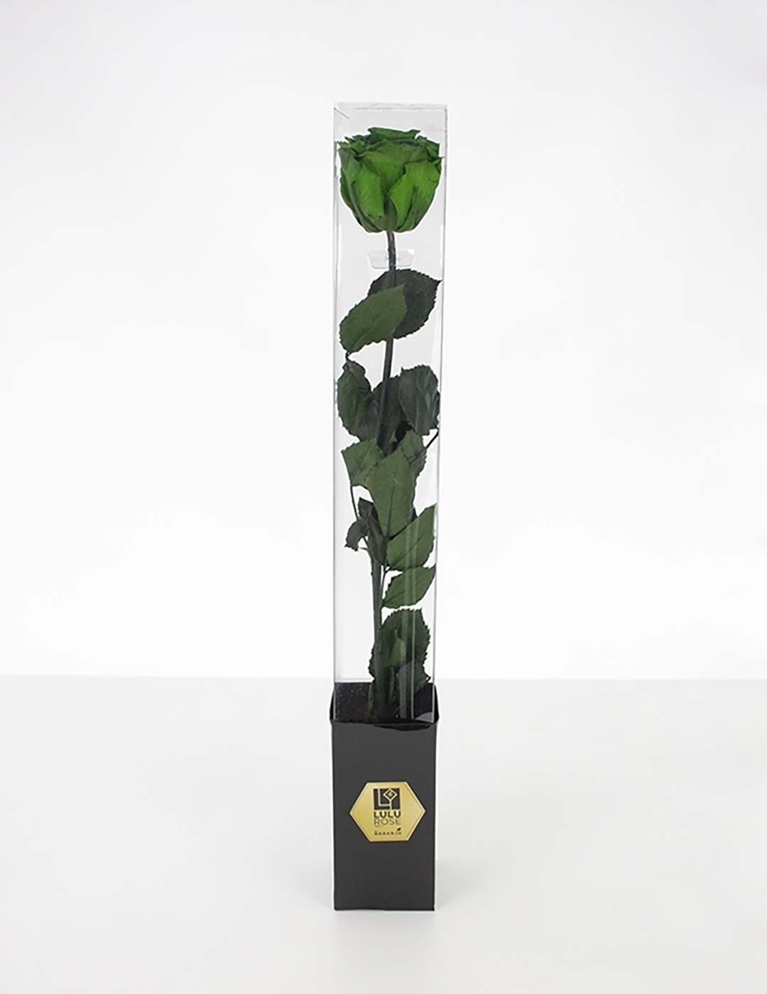 Lulu Rose Rosa preservada Verde con Tallo 50cm