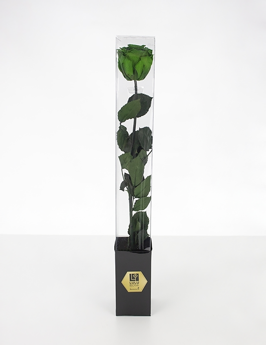 Lulu Rose Rosa preservada Verde con Tallo 50cm