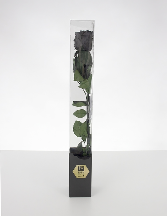 Lulu Rose Rosa preservada Negra con Tallo 50cm