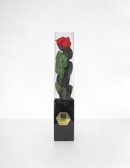 Lulu Rose Rosa preservada Roja con Tallo 50cm