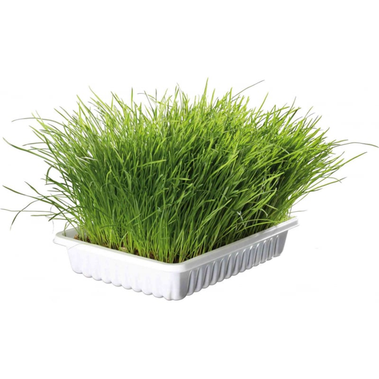 Kit de Hierba Gatera para Gatos vitapol 100gr