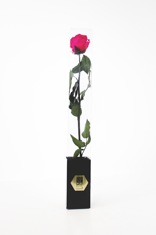 Lulu Rose Rosa preservada Fucsia con Tallo 50cm