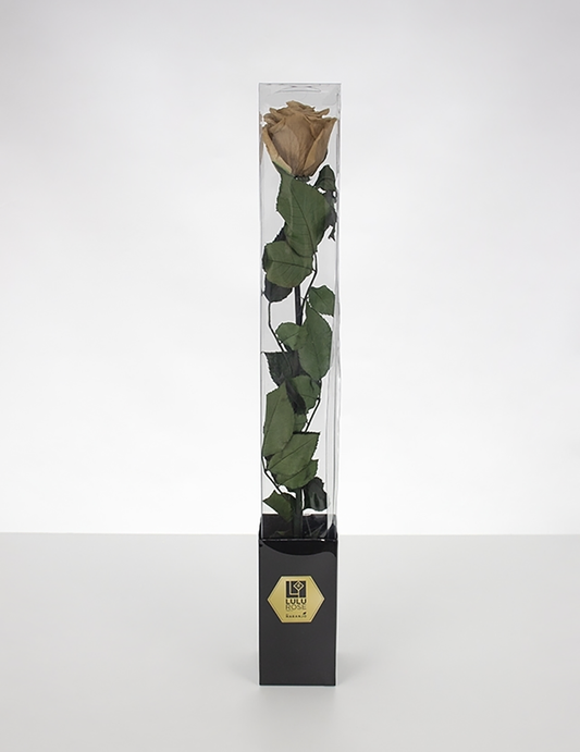 Lulu Rose Rosa preservada Marrón con Tallo 50cm